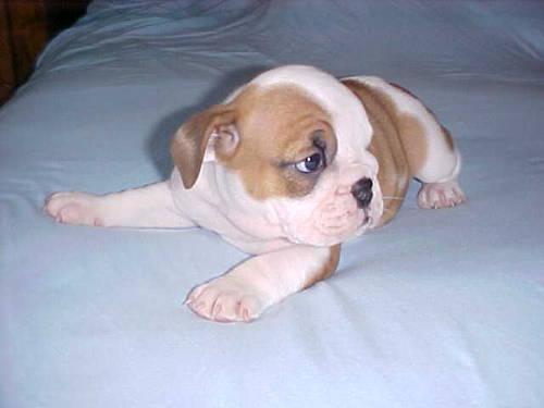 White English Bulldog Puppies For Sale In Alabama