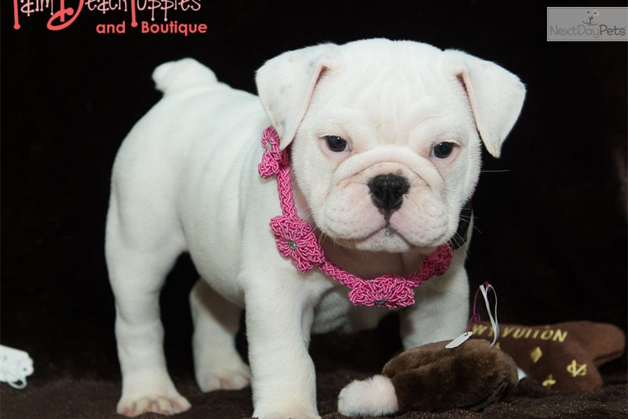 White English Bulldog Puppies For Sale In Florida