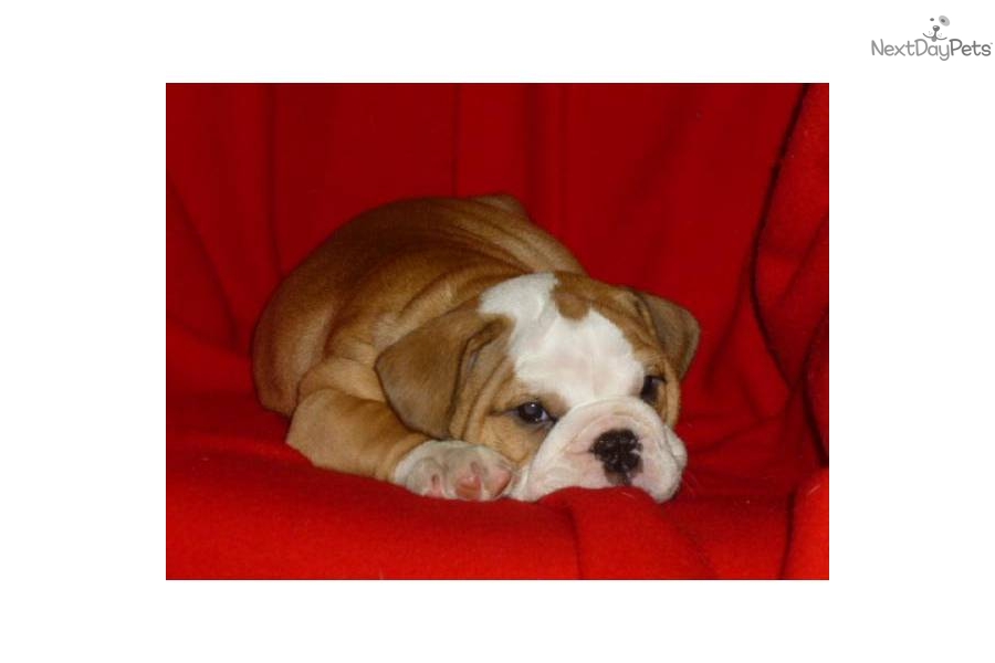 White English Bulldog Puppies For Sale In Florida