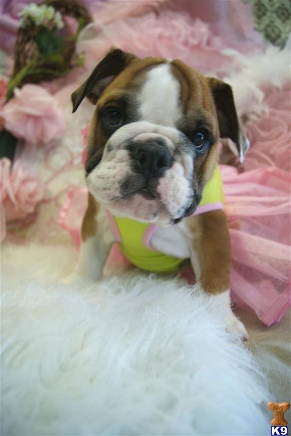 White English Bulldog Puppies For Sale In Florida