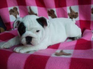 White English Bulldog Puppies For Sale In Georgia