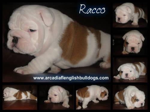 White English Bulldog Puppies For Sale In Georgia