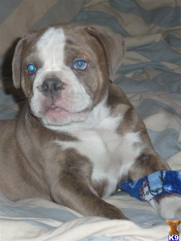 White English Bulldog Puppies For Sale In Ohio