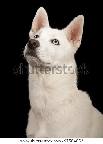 White Huskies Dogs