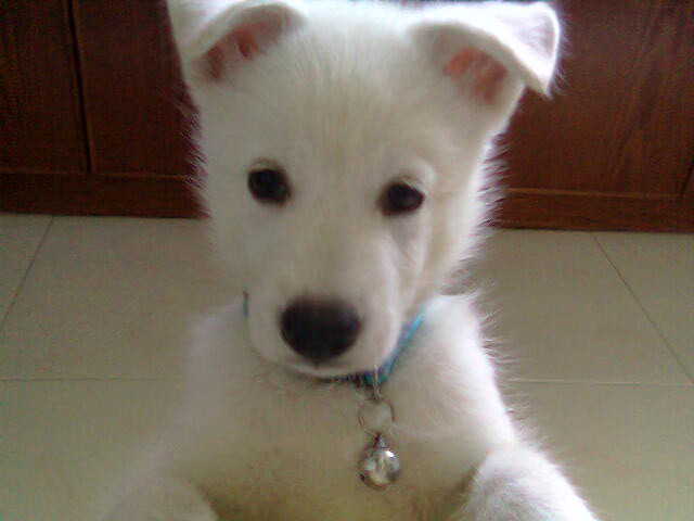 White Huskies Dogs