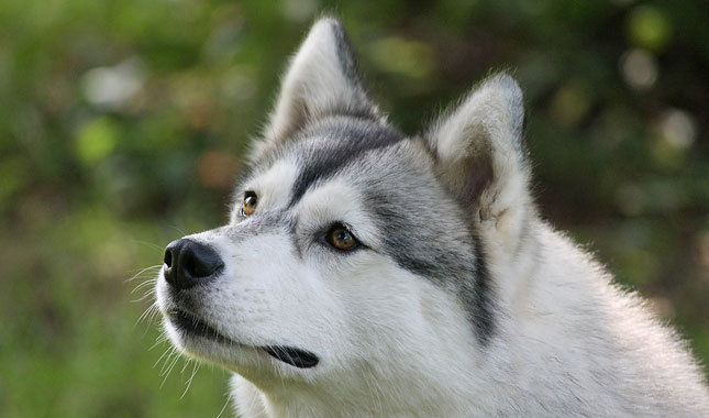 White Huskies Dogs