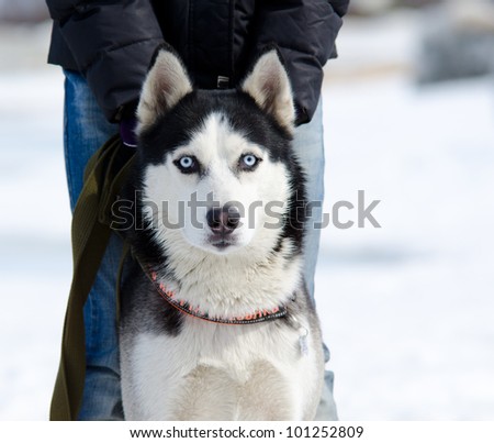 White Huskies Dogs