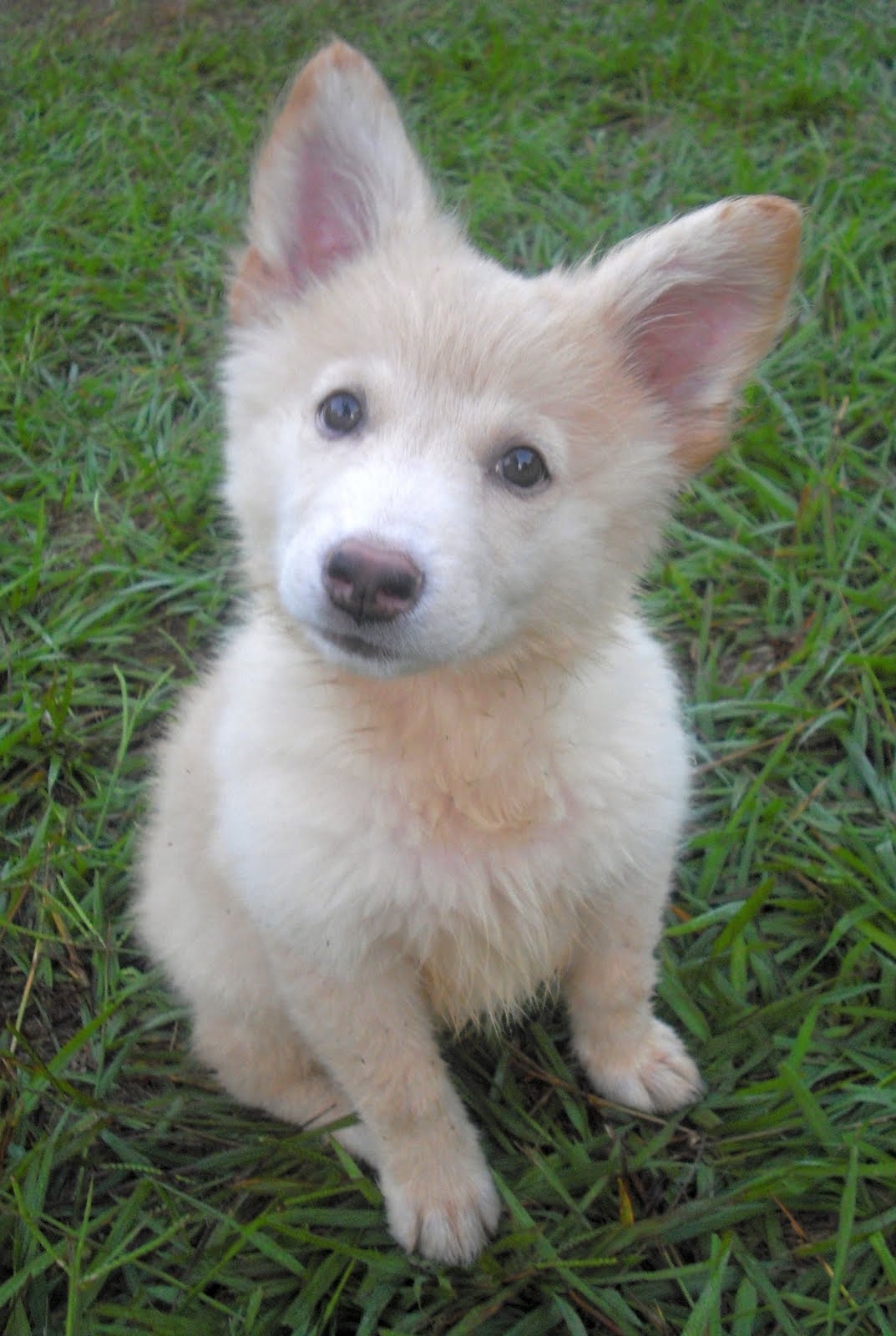 White Huskies Puppies