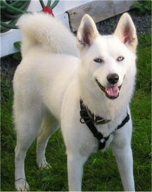 White Huskies Puppies