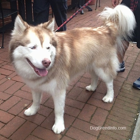 White Huskies With Blue Eyes