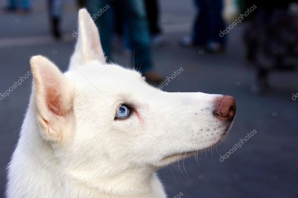 White Huskies With Blue Eyes