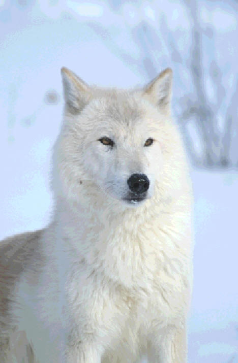 White Huskies With Blue Eyes