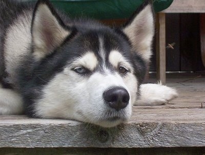 White Huskies With Blue Eyes