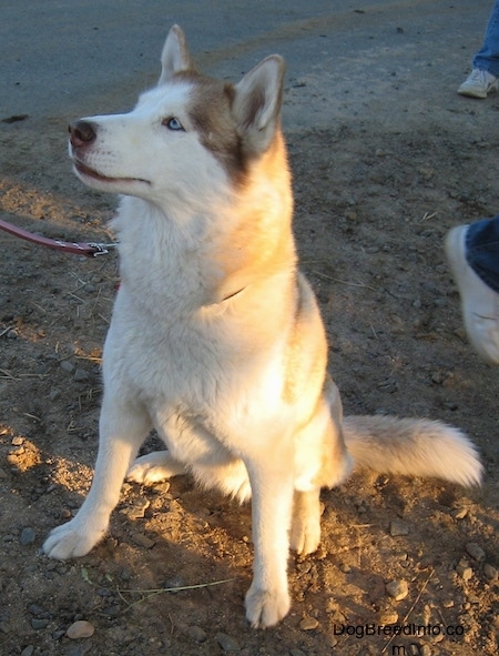 White Husky Puppies Pictures