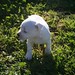 White Staffy Puppies