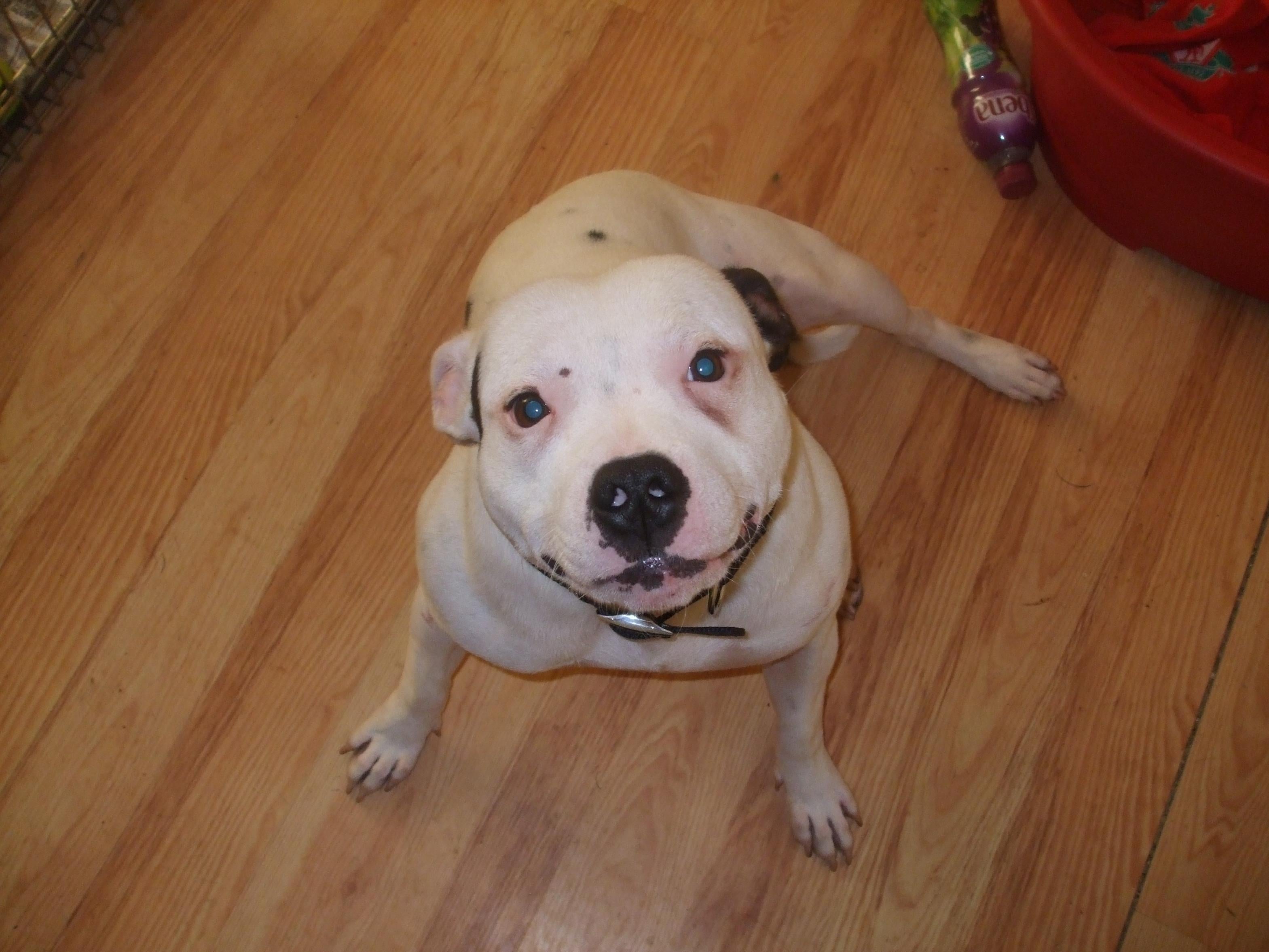 White Staffy Puppies