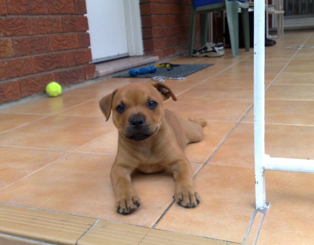 White Staffy Puppies