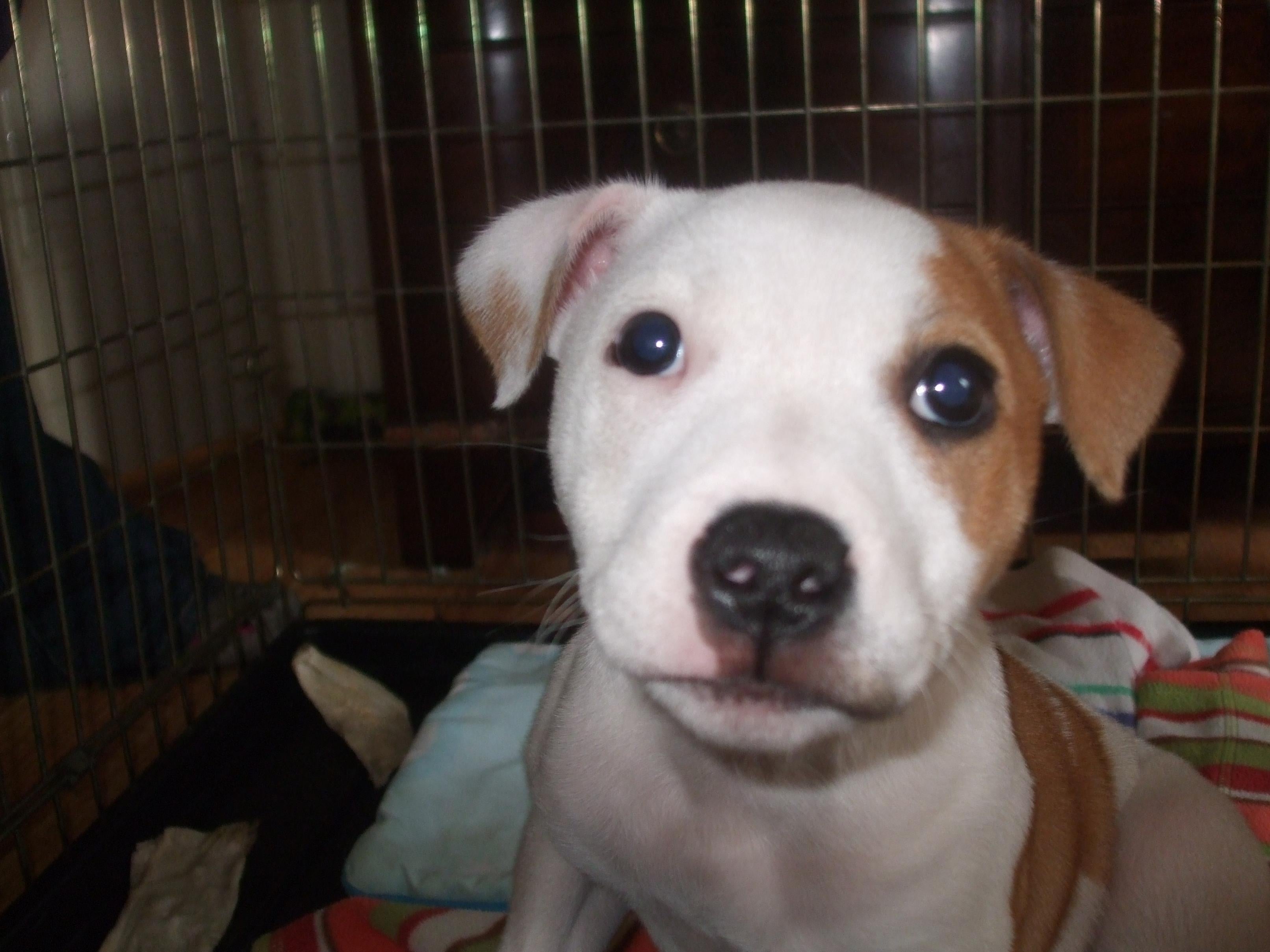 White Staffy Puppies