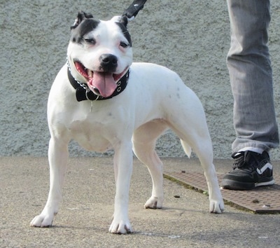 White Staffy Puppies For Sale