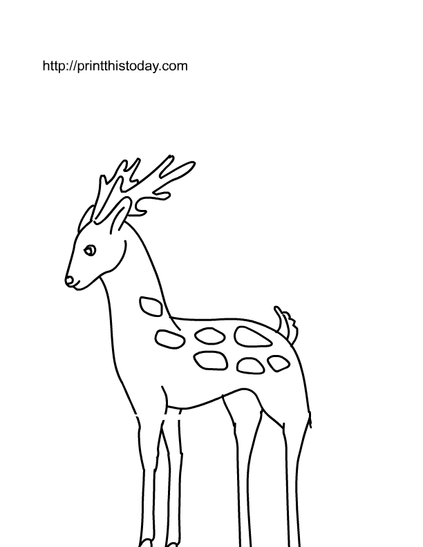 Wild Animals Pictures For Colouring