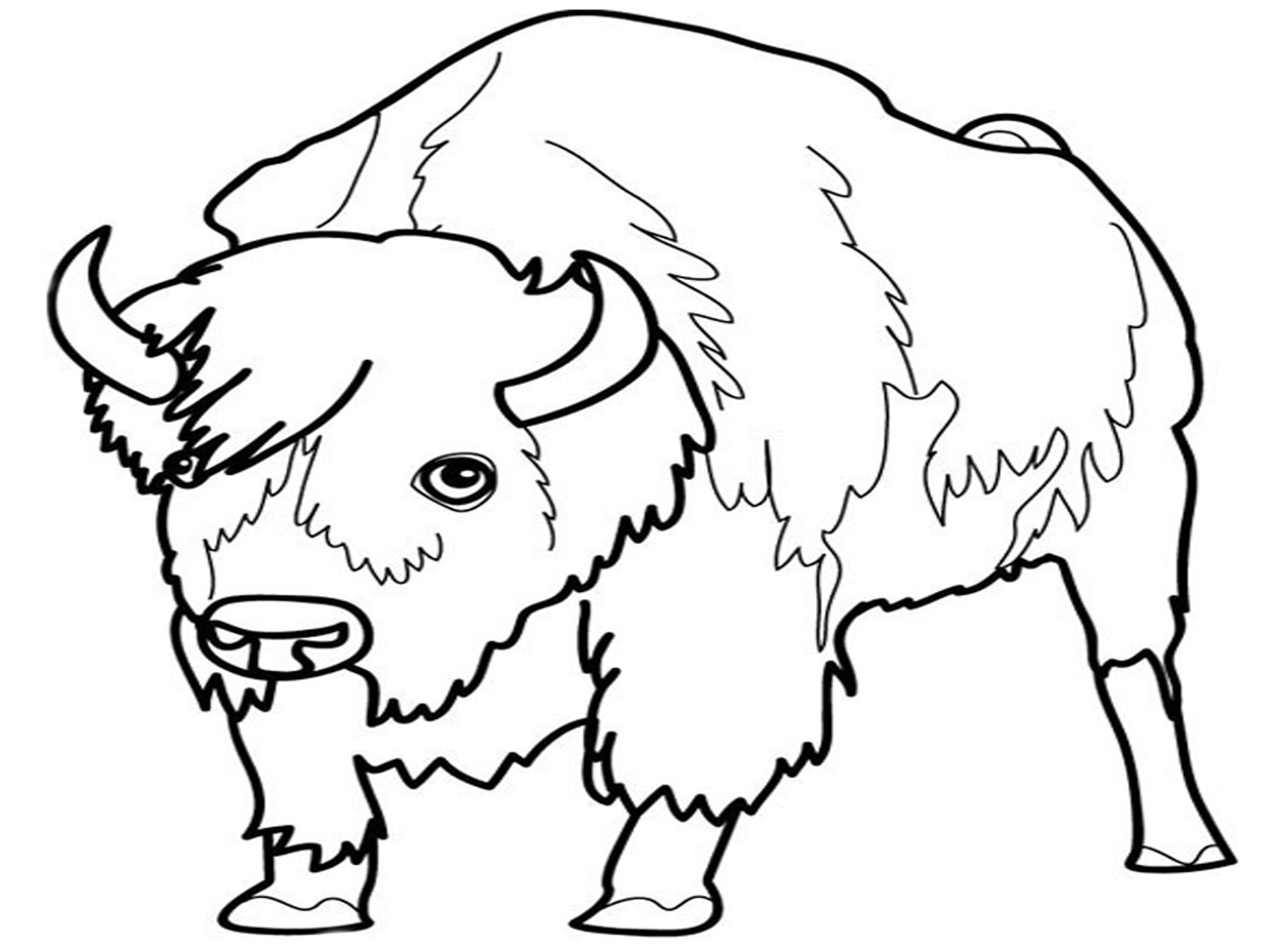 Wild Animals Pictures For Colouring