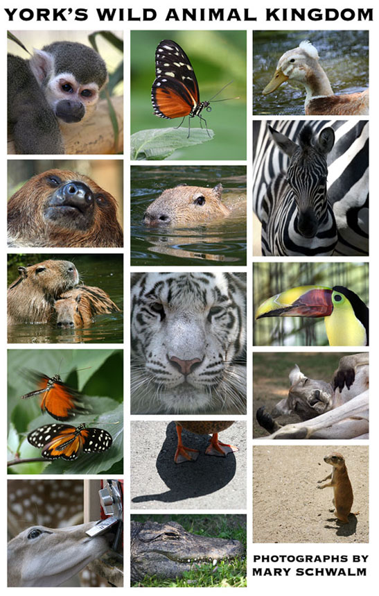 Wild Animals Pictures For Kids