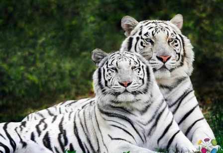 Wild Animals Wallpapers Free Download