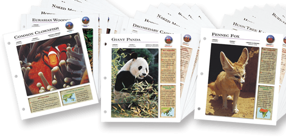 Wildlife Explorer Cards Review