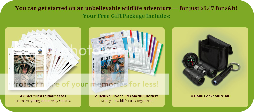 Wildlife Explorer Cards Review