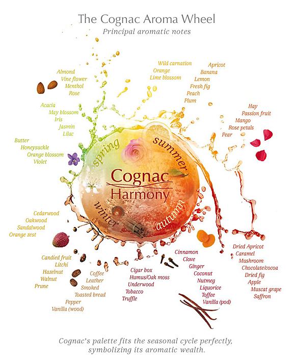 Wine Tasting Wheel