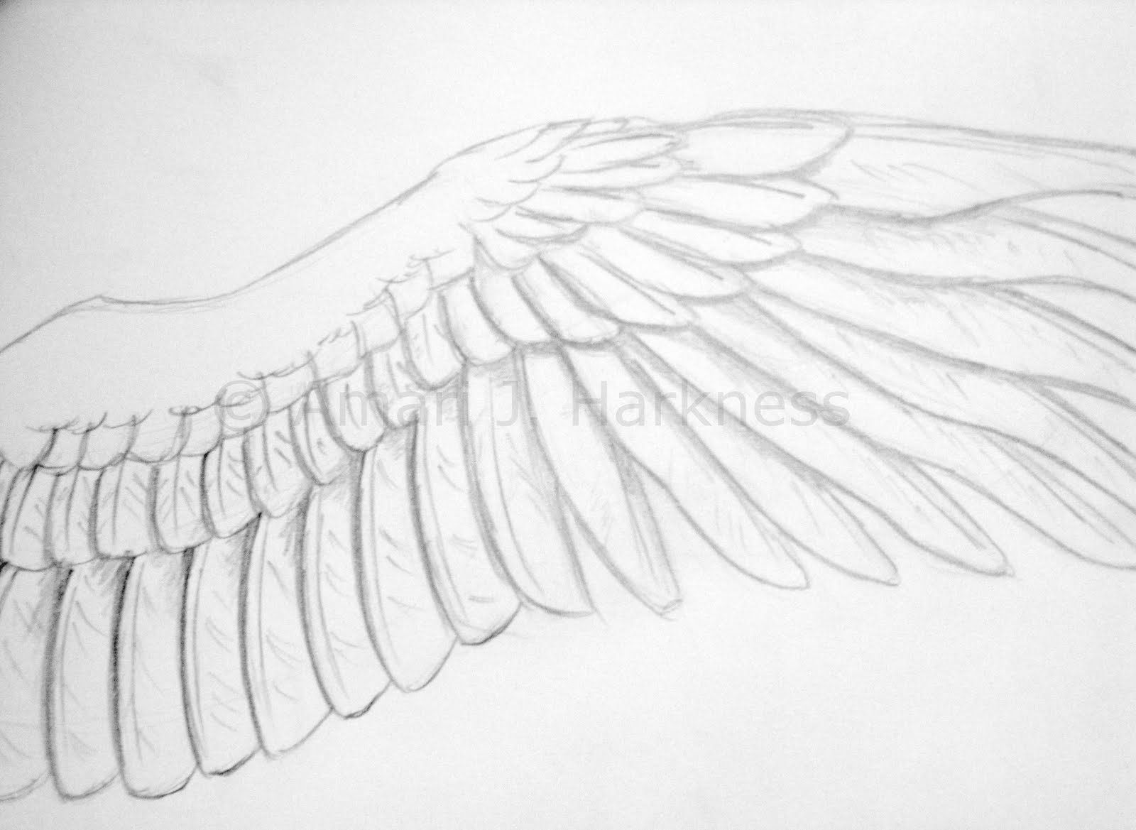 Wings Drawing