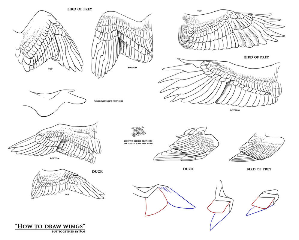 Wings Drawing