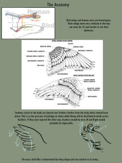 Wings Drawing Reference