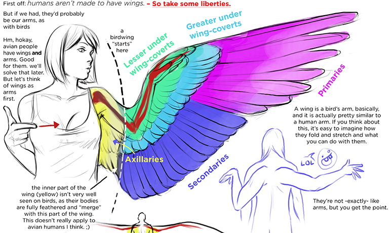 Wings Drawing Reference