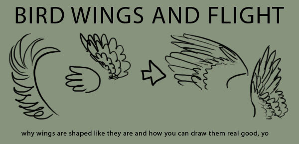 Wings Drawing Reference