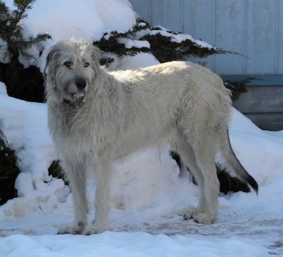 Wolfhound Deerhound Cross