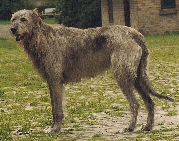 Wolfhound Deerhound Cross