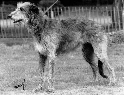 Wolfhound Deerhound Cross