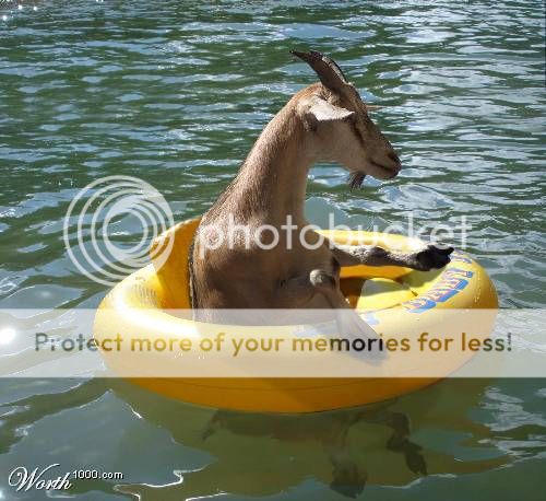 Yeah Whatever Floats Your Goat