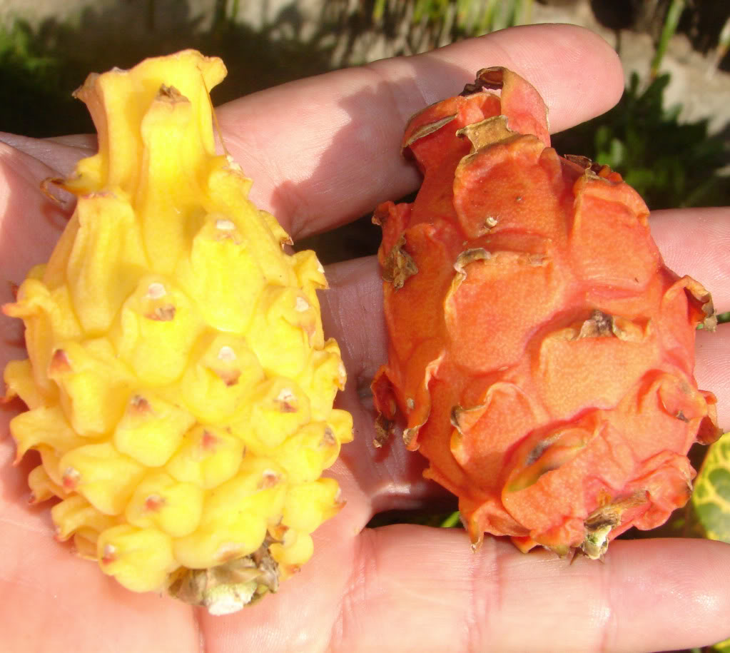 Yellow Dragon Fruit Flower